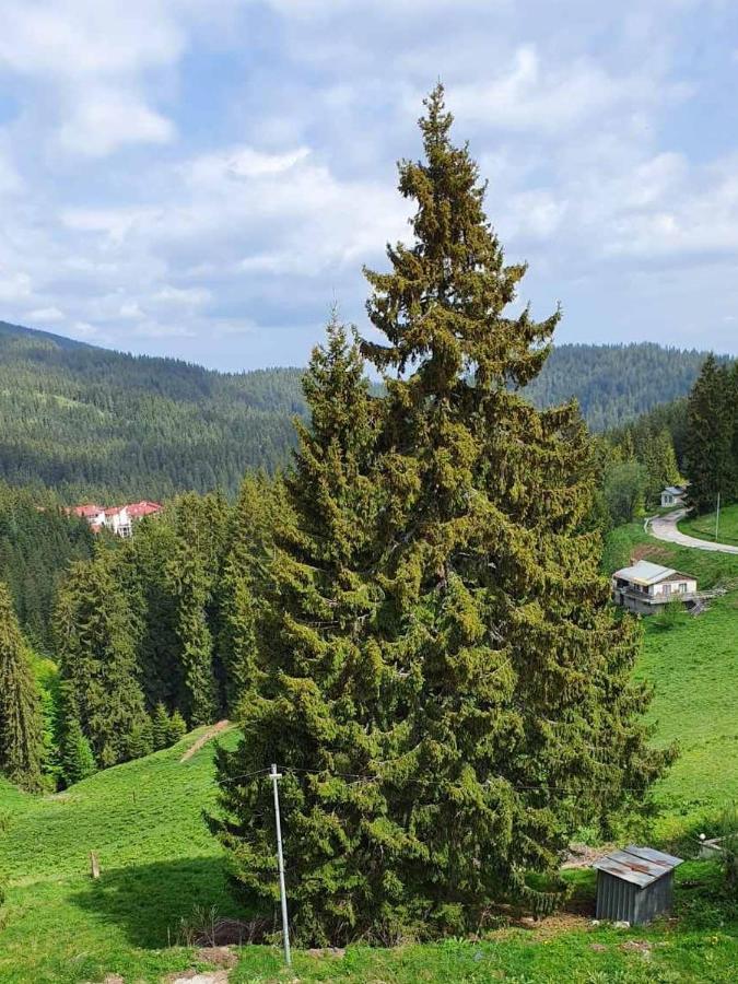 Apartment 428A In Hotel Snezhanka, Pamporovo Eksteriør bilde